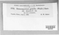 Cladosporium iridis image